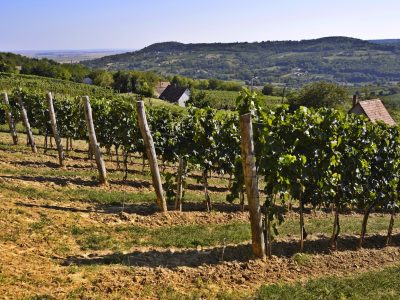 Vineyard in the Porkoláb valley