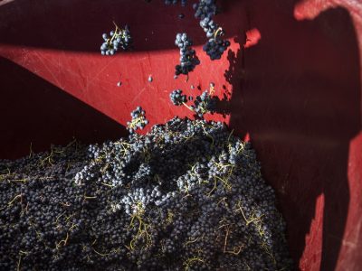 Whole bunches of kékfrankos