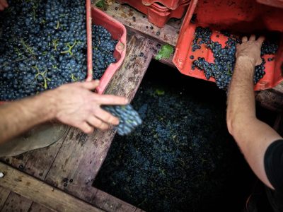 Whole bunch selection for fermentation
